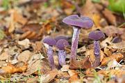 01ED0037 Laccaria amethystea Copyright Mike Read